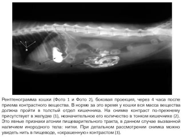 Рентгенограмма кошки (Фото 1 и Фото 2), боковая проекция, через