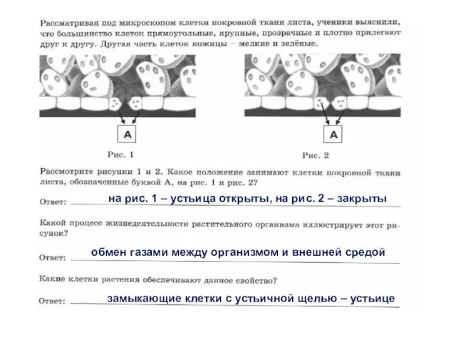 на рис. 1 – устьица открыты, на рис. 2 – закрыты обмен газами