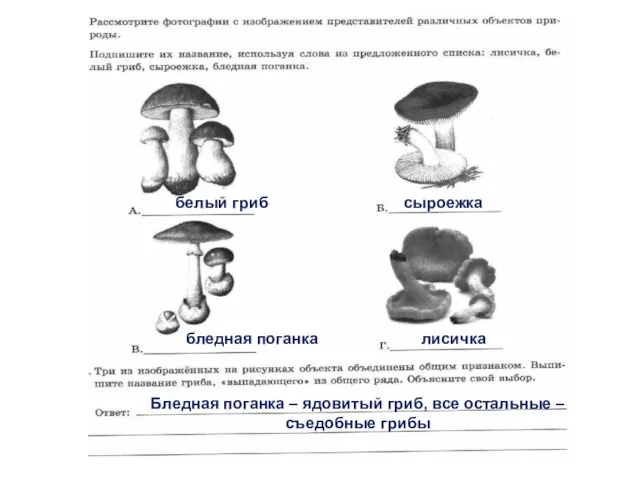 белый гриб сыроежка бледная поганка лисичка Бледная поганка – ядовитый гриб, все остальные – съедобные грибы