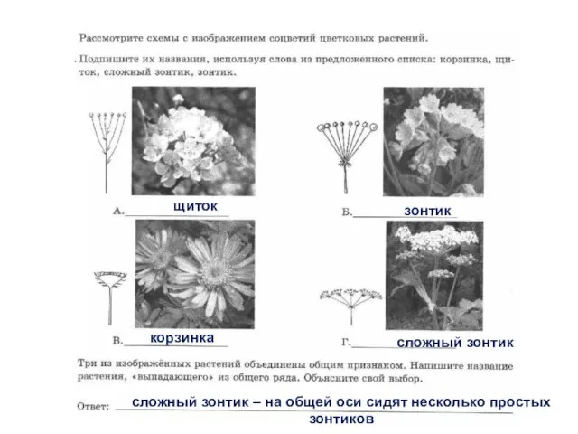 щиток зонтик корзинка сложный зонтик сложный зонтик – на общей оси сидят несколько простых зонтиков