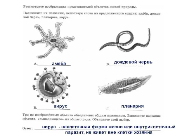 амеба дождевой червь вирус планария вирус - неклеточная форма жизни или внутриклеточный паразит,