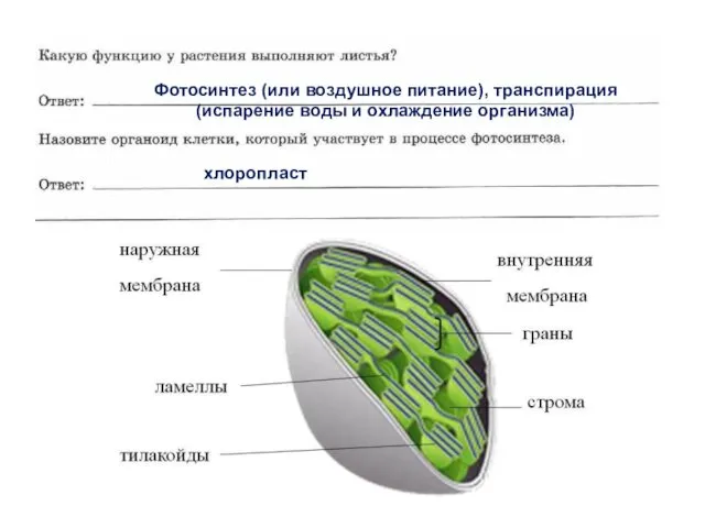 Фотосинтез (или воздушное питание), транспирация (испарение воды и охлаждение организма) хлоропласт