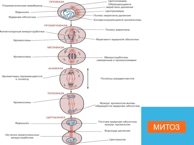 МИТОЗ