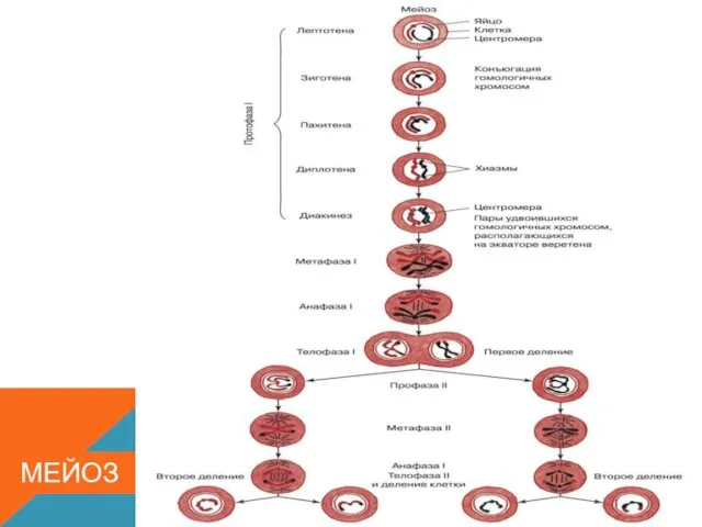 МЕЙОЗ