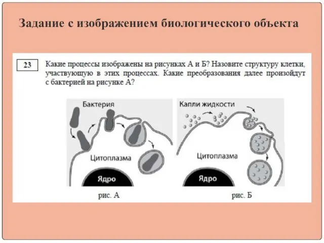 Задание с изображением биологического объекта