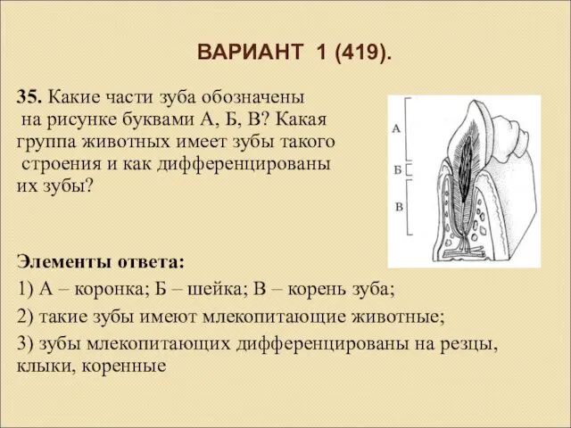 ВАРИАНТ 1 (419). 35. Какие части зуба обозначены на рисунке