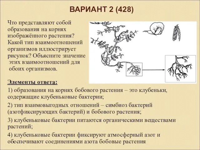 ВАРИАНТ 2 (428) Что представляют собой образования на корнях изображённого