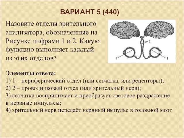 ВАРИАНТ 5 (440) Назовите отделы зрительного анализатора, обозначенные на Рисунке