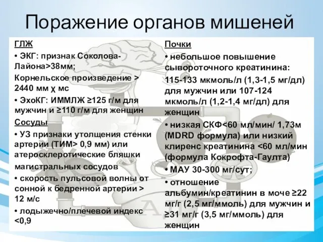 Поражение органов мишеней ГЛЖ • ЭКГ: признак Соколова-Лайона>38мм; Корнельское произведение > 2440 мм