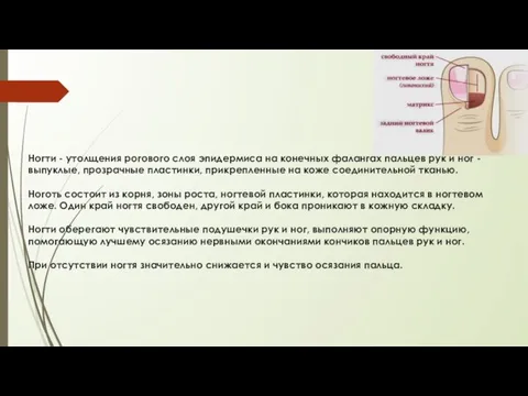 Ногти - утолщения рогового слоя эпидермиса на конечных фалангах пальцев