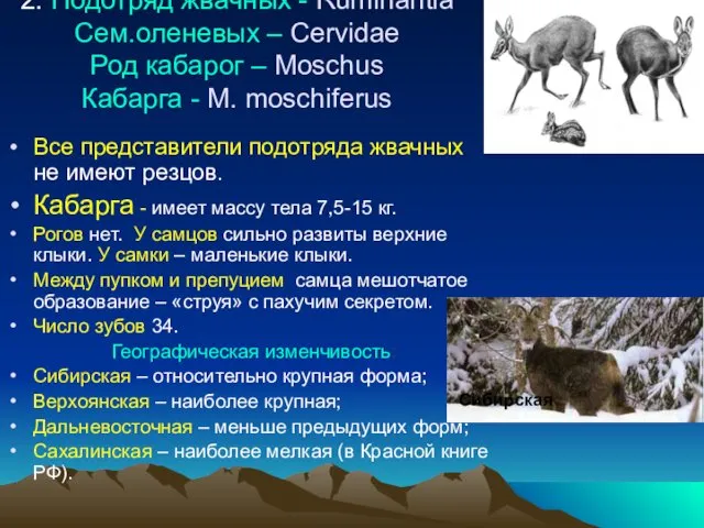 2. Подотряд жвачных - Ruminantia Сем.оленевых – Cervidae Род кабарог