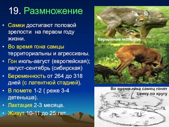 19. Размножение Самки достигают половой зрелости на первом году жизни.