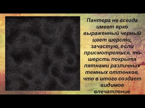 Пантера не всегда имеет ярко выраженный черный цвет шерсти, зачастую,