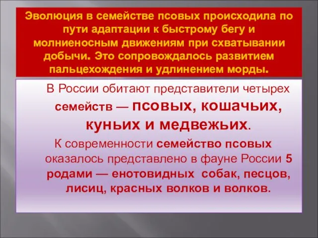 Эволюция в семействе псовых происходила по пути адаптации к быстрому