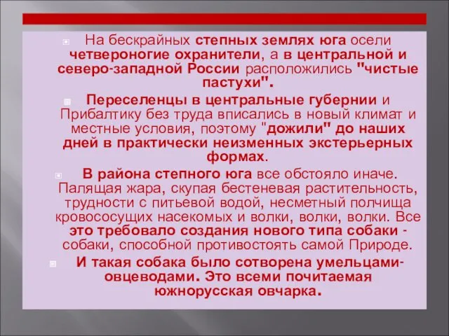 На бескрайных степных землях юга осели четвероногие охранители, а в