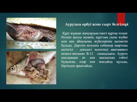 Аурудың өрбуі және сырт белгілері Құрт жұққан жануардың ішегі құртқа
