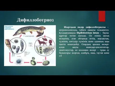 Дифиллоботриоз Жыртқыш аңдар дифиллоботрилзы – антропозоонозды, табиғи ошақты гельминтоз. Қоздыруышысы