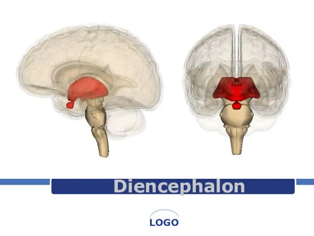 Diencephalon. Структуры промежуточного мозга