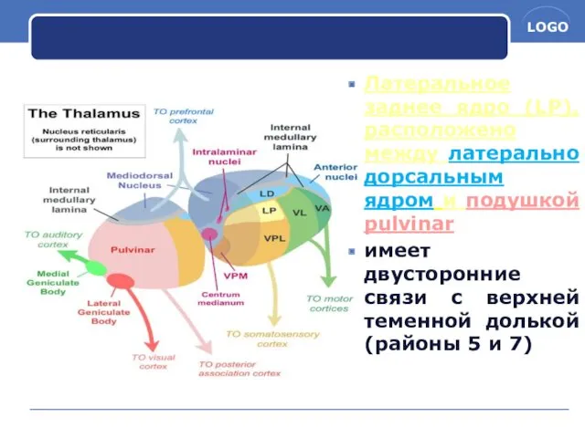 Латеральное заднее ядро (LP), расположено между латерально дорсальным ядром и