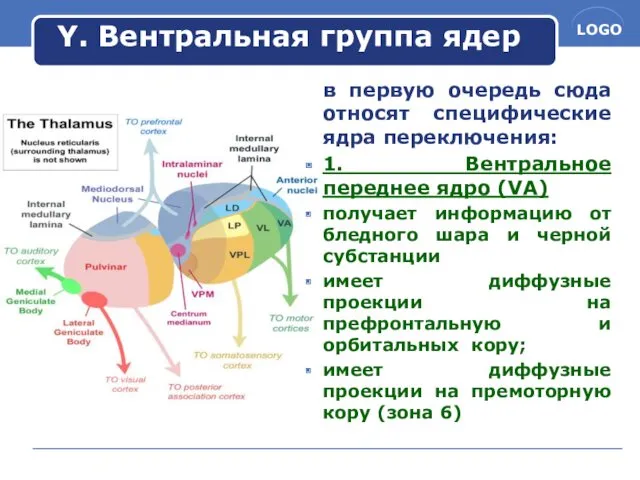 Y. Вентральная группа ядер в первую очередь сюда относят специфические