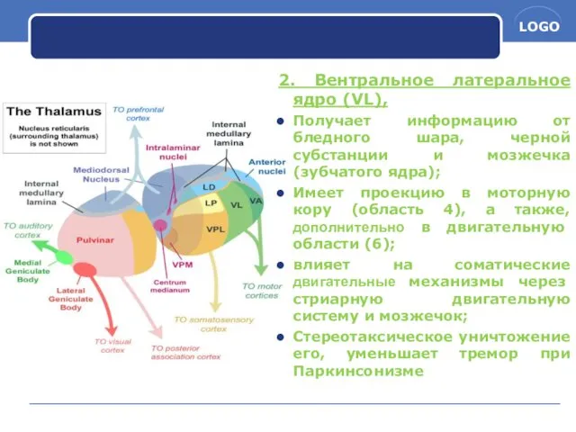 2. Вентральное латеральное ядро (VL), Получает информацию от бледного шара,