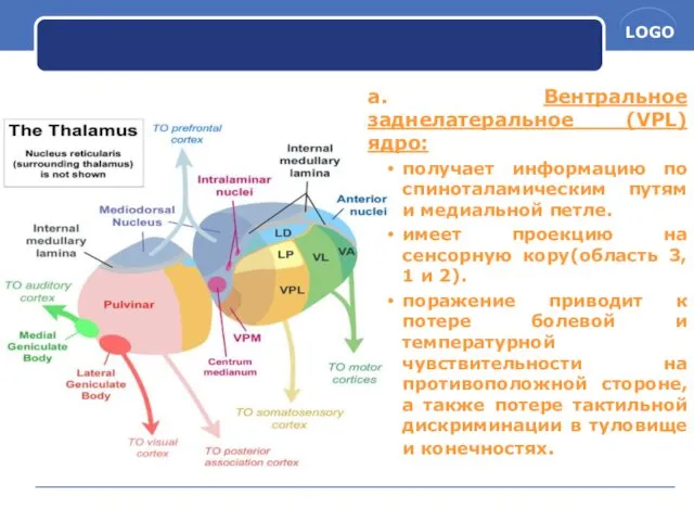 a. Вентральное заднелатеральное (VPL) ядро: получает информацию по спиноталамическим путям