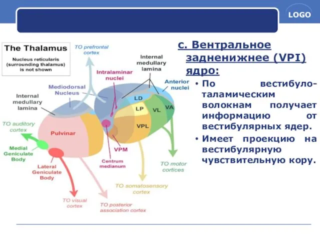 c. Вентральное задненижнее (VPI) ядро: По вестибуло-таламическим волокнам получает информацию