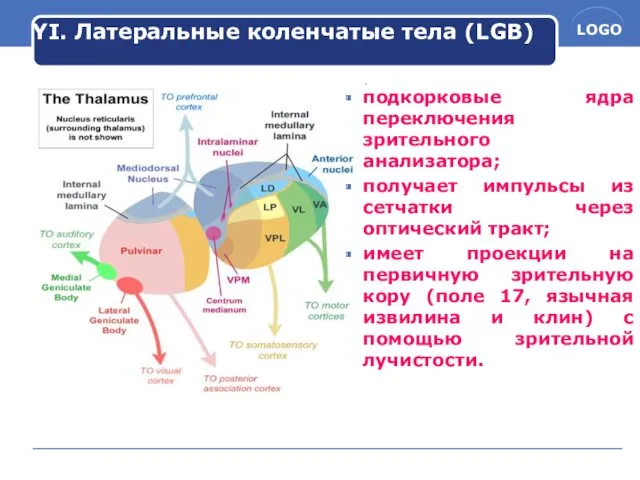 YI. Латеральные коленчатые тела (LGB) подкорковые ядра переключения зрительного анализатора;