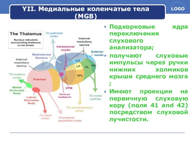 YII. Медиальные коленчатые тела (MGB) Подкорковые ядра переключения слухового анализатора;