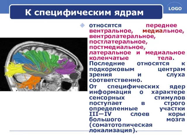 К специфическим ядрам относятся переднее вентральное, медиальное, вентролатеральное, постлатеральное, постмедиальное,