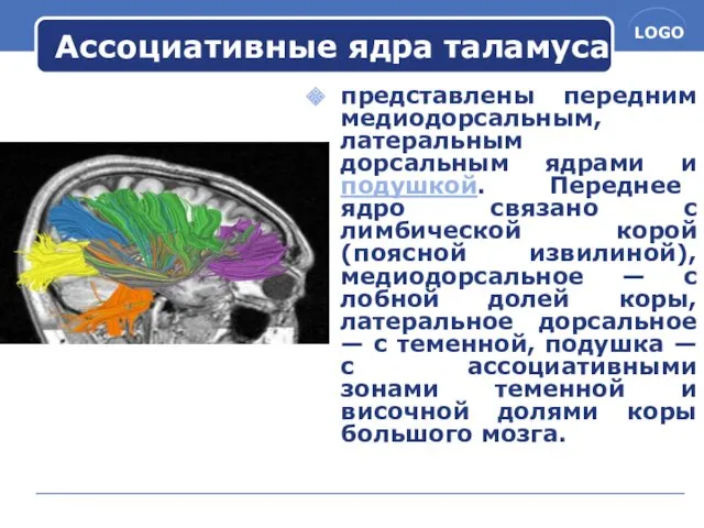 Ассоциативные ядра таламуса представлены передним медиодорсальным, латеральным дорсальным ядрами и