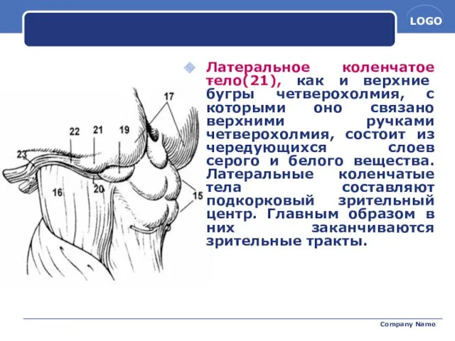 Company Name Латеральное коленчатое тело(21), как и верхние бугры четверохолмия,