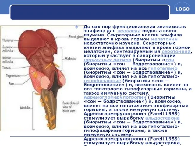 До сих пор функциональная значимость эпифиза для человека недостаточно изучена.