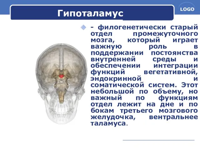 Гипоталамус - филогенетически старый отдел промежуточного мозга, который играет важную