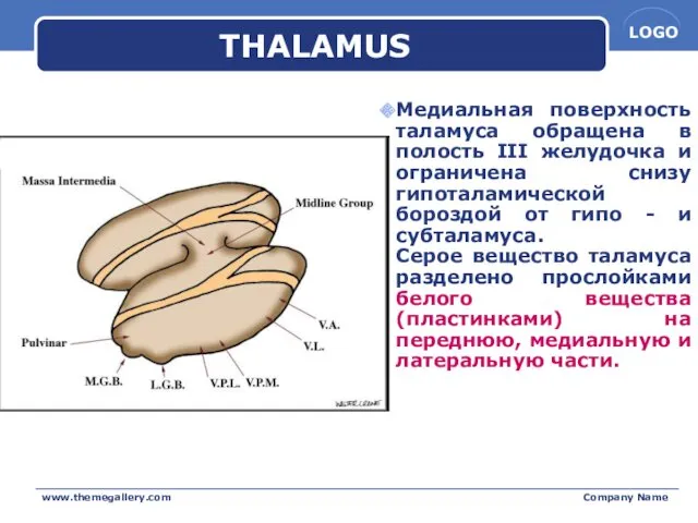 www.themegallery.com Company Name THALAMUS Медиальная поверхность таламуса обращена в полость