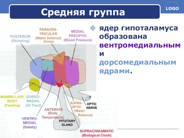 www.themegallery.com Средняя группа ядер гипоталамуса образована вентромедиальным и дорсомедиальным ядрами.