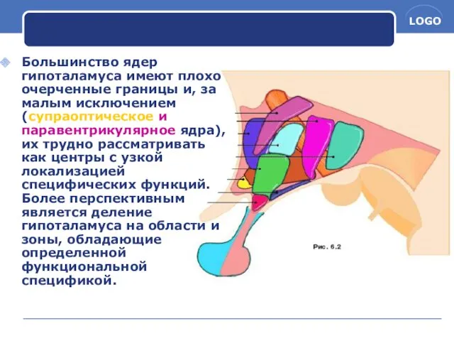 Большинство ядер гипоталамуса имеют плохо очерченные границы и, за малым