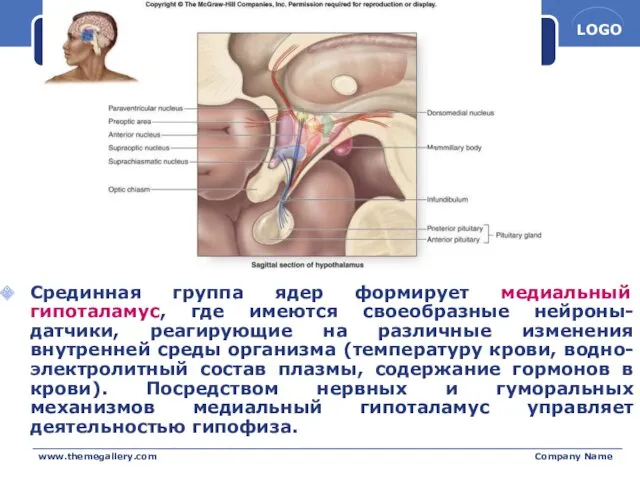 www.themegallery.com Company Name Срединная группа ядер формирует медиальный гипоталамус, где