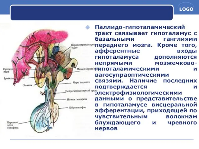 Паллидо-гипоталамический тракт связывает гипоталамус с базальными ганглиями переднего мозга. Кроме