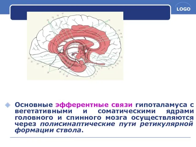 Основные эфферентные связи гипоталамуса с вегетативными и соматическими ядрами головного