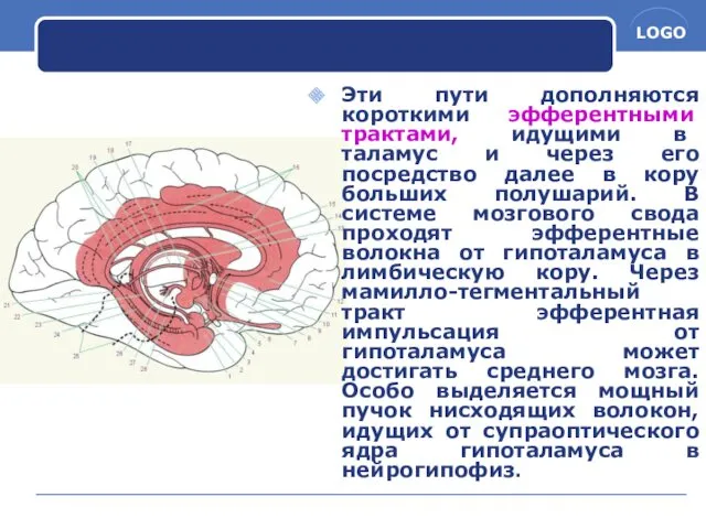 Эти пути дополняются короткими эфферентными трактами, идущими в таламус и