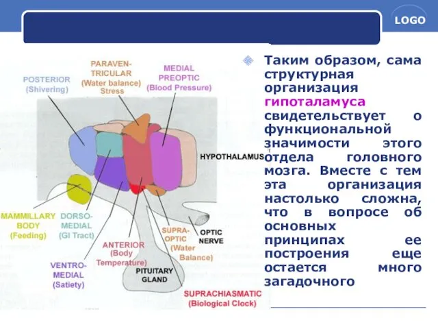 Таким образом, сама структурная организация гипоталамуса свидетельствует о функциональной значимости