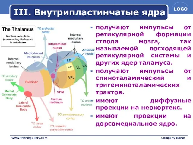 III. Внутрипластинчатые ядра получают импульсы от ретикулярной формации ствола мозга,