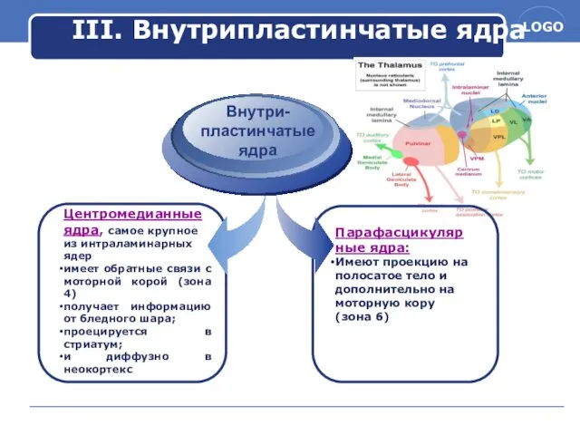 Внутри-пластинчатые ядра Парафасцикулярные ядра: Имеют проекцию на полосатое тело и