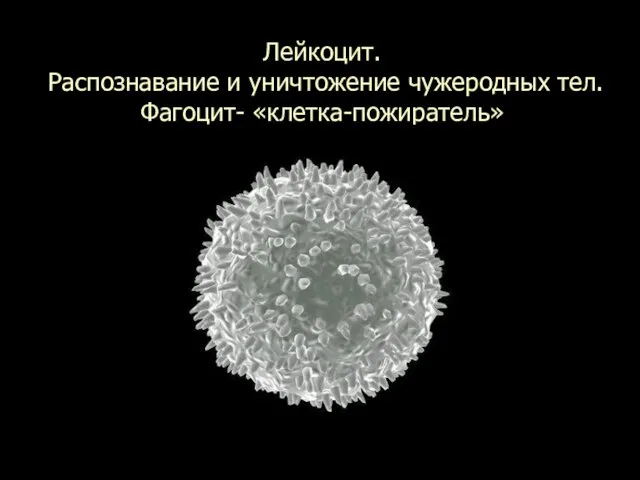 Лейкоцит. Распознавание и уничтожение чужеродных тел. Фагоцит- «клетка-пожиратель»