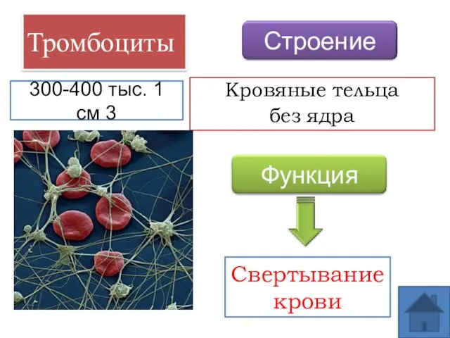 Тромбоциты Кровяные тельца без ядра Свертывание крови 300-400 тыс. 1 см 3