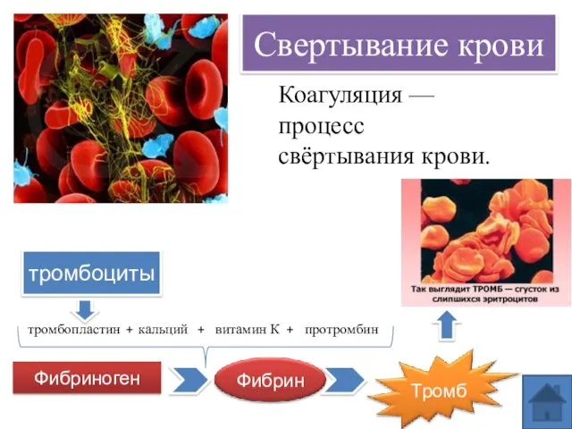 Свертывание крови тромбоциты тромбопластин кальций витамин К протромбин + +