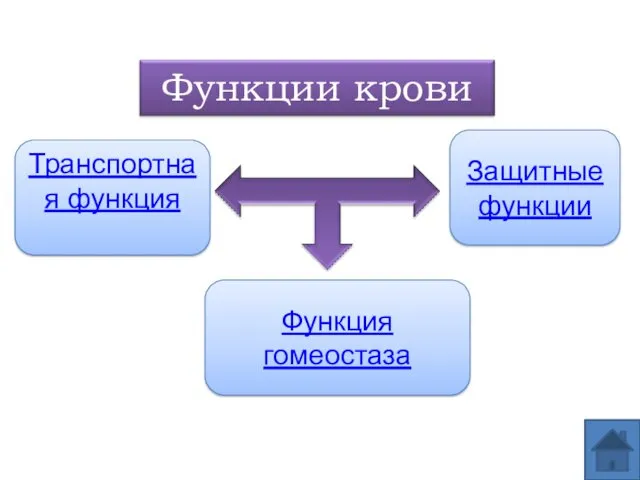 Транспортная функция Защитные функции Функция гомеостаза