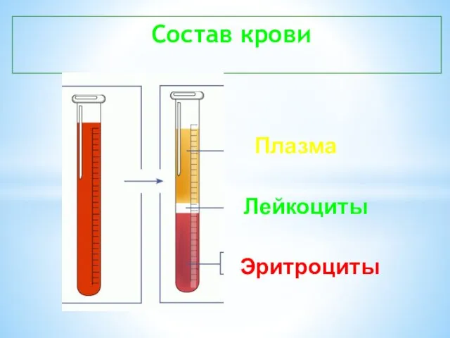 Состав крови Плазма Лейкоциты Эритроциты