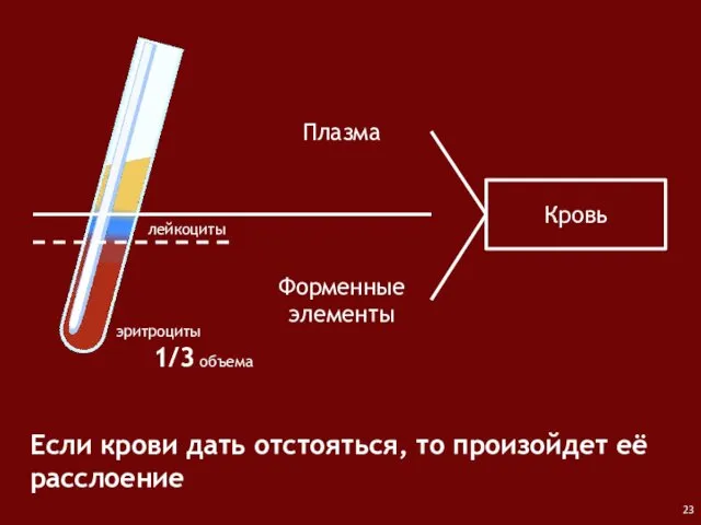 Кровь Плазма Форменные элементы Если крови дать отстояться, то произойдет её расслоение эритроциты лейкоциты 1/3 объема